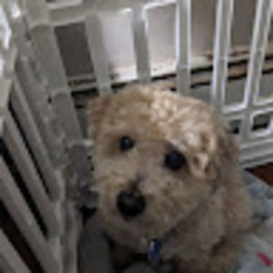Meet your Posher, Arthur